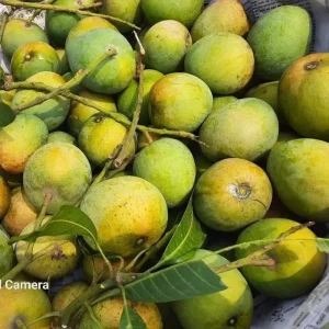 Khirsapat-খিরসাপাত