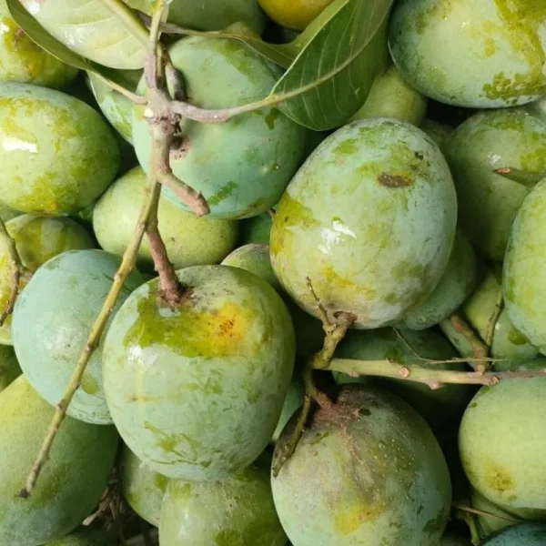 Langra-ল্যাংড়া