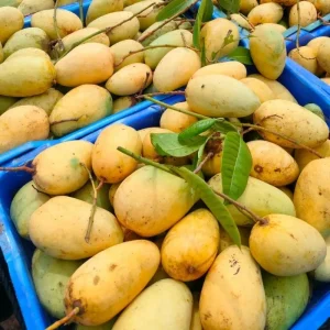 Katimon-কাটিমন