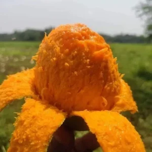 Himsagor-হিমসাগর