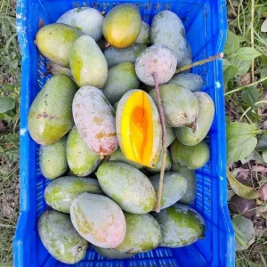 NakFozli-নাকফজলি