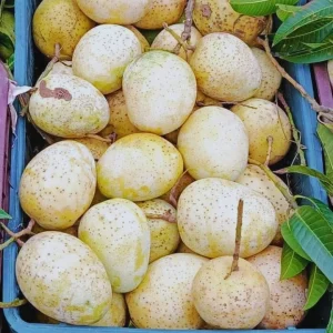 সুমিষ্ট গৈাড়মতি আম