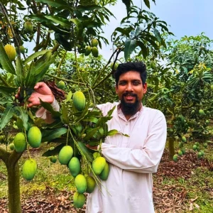 আম্রপালি আম (২০ কেজির প্যাকেজ)