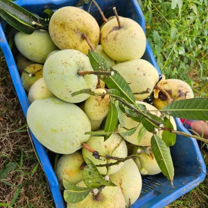 গৈাড়মতি আম (১০কেজির প্যাকেজ)