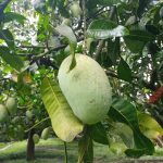 Mango - আম